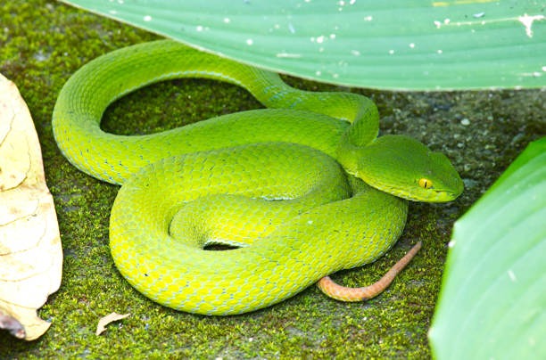 Почему на Бали участились нападения змей на отдыхающих?