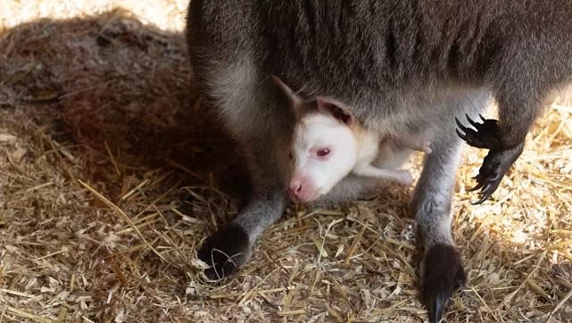 Редкий кенгурёнок-альбинос появился на свет в финском зоопарке