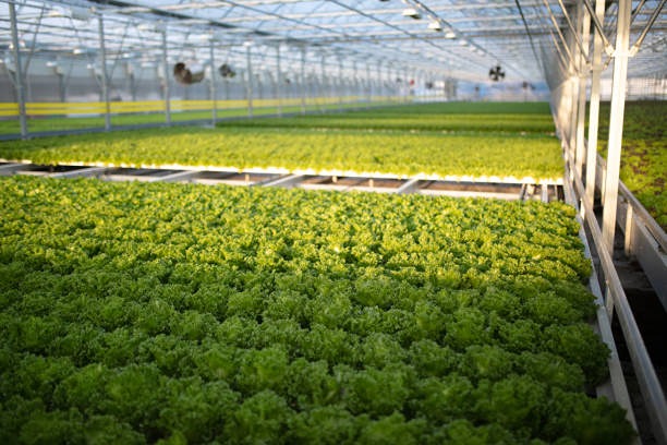 «Магнит» запустил собственное производство зелени в Краснодаре — новые возможности и планы