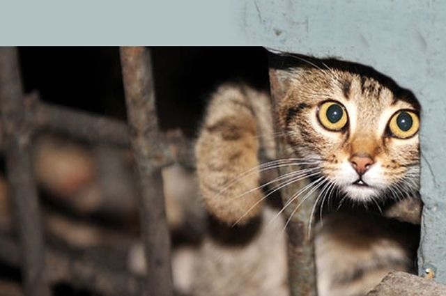 В России предложили запретить кормить животных у многоэтажных домов