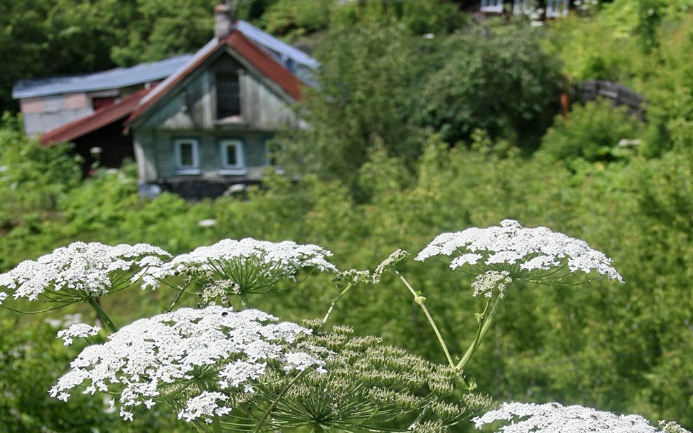 Закон о борьбе с борщевиком: штрафы и изъятие земли с 2026 года — что нужно знать дачникам