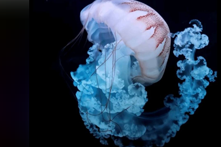 Найдено существо способное жить вечно