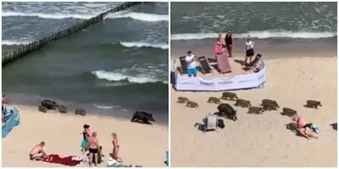 Мармарис: кабаны с детёнышами прогуливаются по берегу