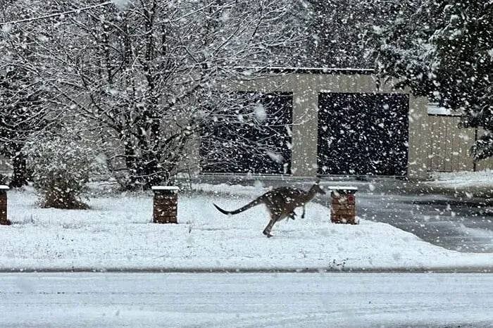 Почему в Австралии выпал снег и как на это реагируют кенгуру?