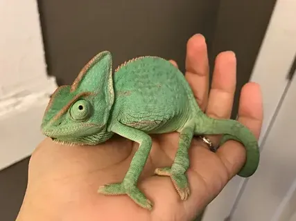 Чем удивил пользователей хамелеон, собравший 40 млн просмотров в сети?