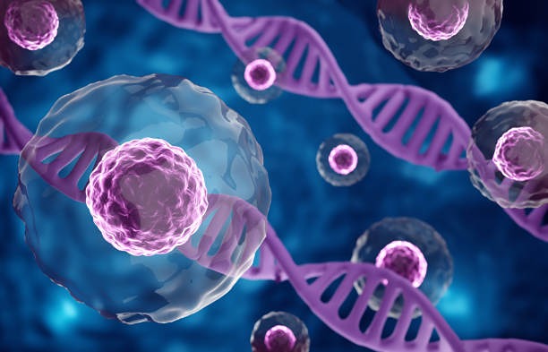 Как белок HMGB1 влияет на старение и возможно ли его остановить?