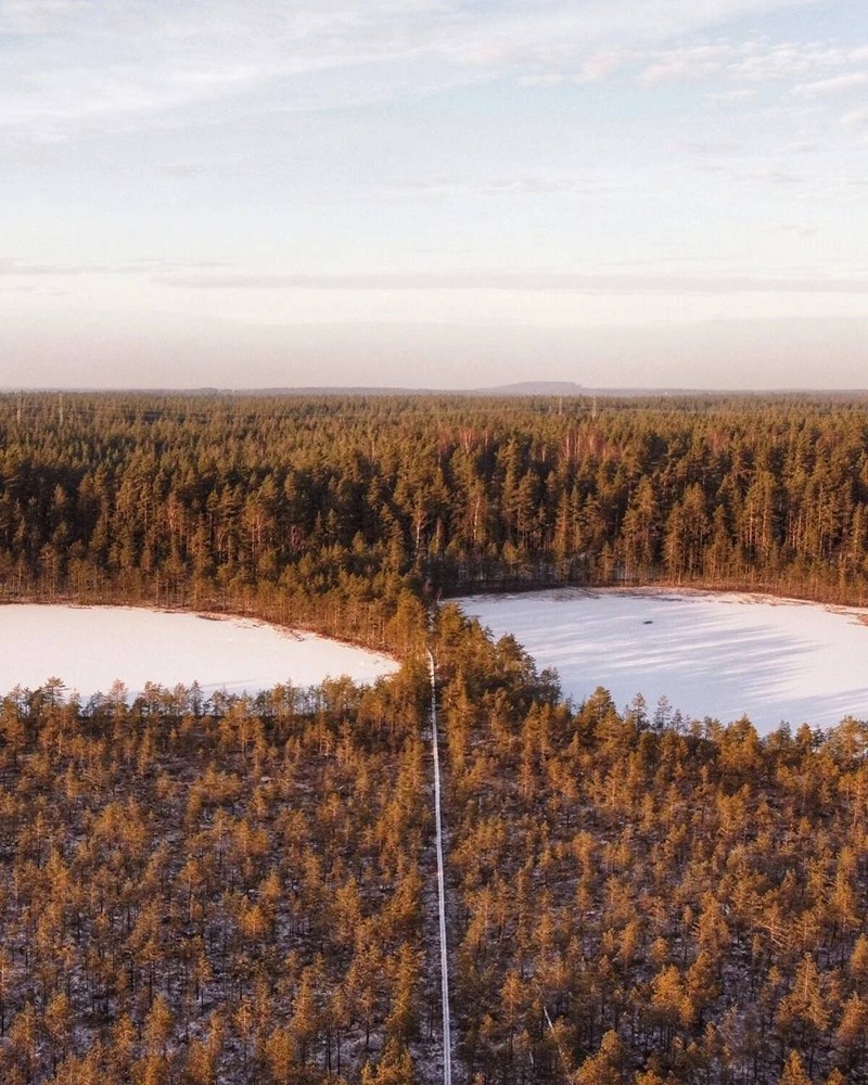 Чем уникален природный заказник «Болото Ламмин-Суо» в Ленобласти?