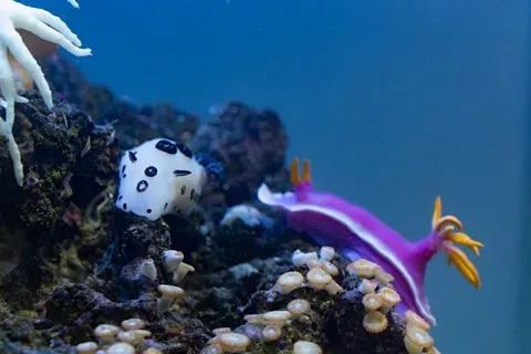 Какие необычные новые обитатели появились в Москвариуме?