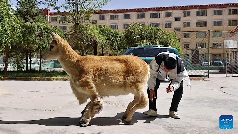 Как китайские инженеры используют роботов для охраны природы?