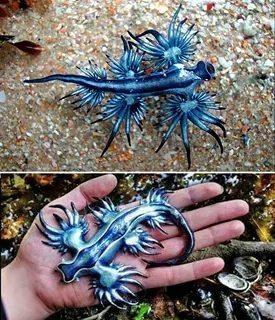 Чем опасны моллюски появившиеся на пляжах Пхукета?