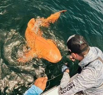 Почему акула имеет такой необычный окрас?