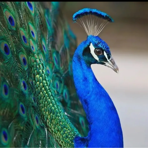 Аватар пользователя 'KristinaBest'